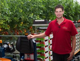 Tomaten oogsten, sorteren en verpakken 3.0