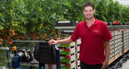 Tomaten oogsten, sorteren en verpakken 3.0
