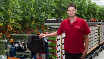 Tomaten oogsten, sorteren en verpakken 3.0