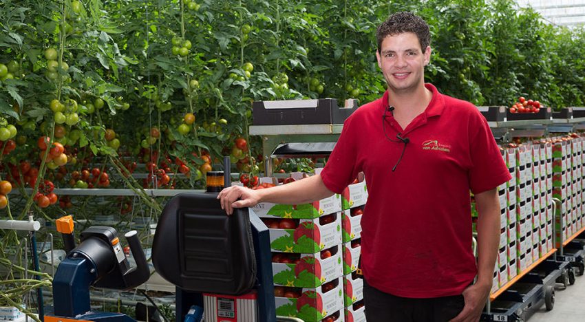 Tomaten oogsten, sorteren en verpakken 3.0