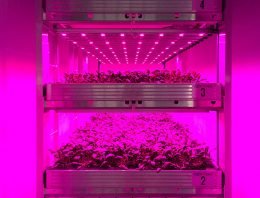 Grootste vertical farm van Nederland in aanbouw