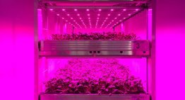 Grootste vertical farm van Nederland in aanbouw