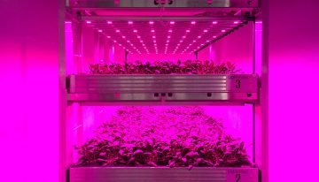 Vertical farming in Nederland vooral voor onderzoeksdoeleinden
