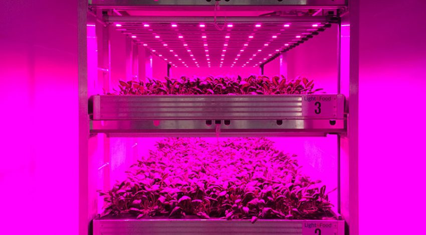 Vertical farming in Nederland vooral voor onderzoeksdoeleinden