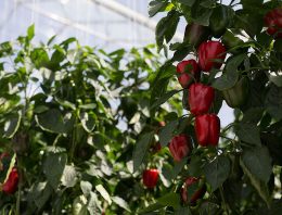 ‘Bladplukken beperkt energieverlies’