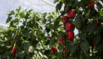 ‘Bladplukken beperkt energieverlies’