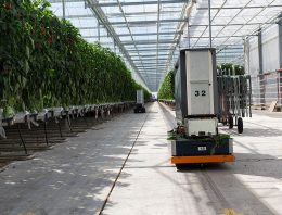 Slimmer paprika’s oogsten en sorteren zonder ‘butsen’