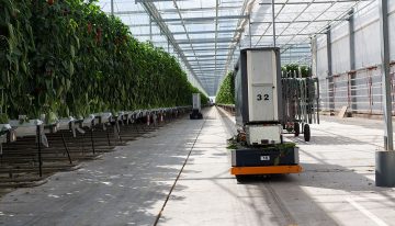 Slimmer paprika’s oogsten en sorteren zonder ‘butsen’