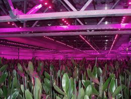 LED-verlichting maakt drielagenteelt bij orchideeën mogelijk