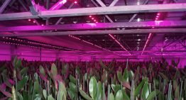 LED-verlichting maakt drielagenteelt bij orchideeën mogelijk