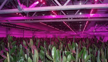 LED-verlichting maakt drielagenteelt bij orchideeën mogelijk