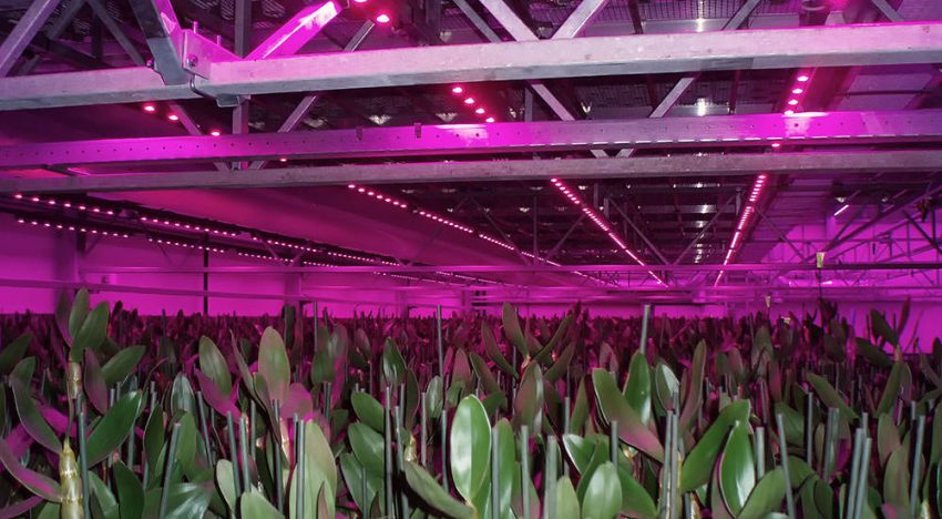 LED-verlichting maakt drielagenteelt bij orchideeën mogelijk