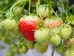 Plantversterkers in steeds meer soorten verkrijgbaar