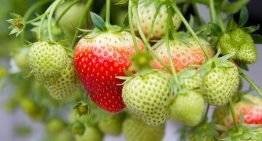 Plantversterkers in steeds meer soorten verkrijgbaar