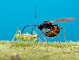 Koppert Biological Systems in Jungle Talks