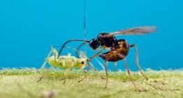 Natuurlijke bestrijding van bladluis naar hoger niveau