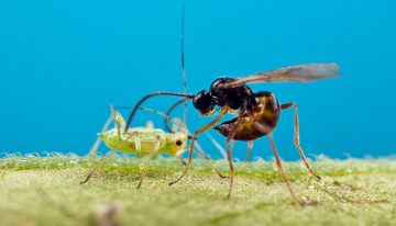 Natuurlijke bestrijding van bladluis naar hoger niveau