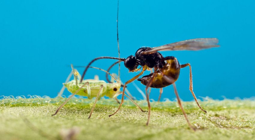 Koppert Biological Systems in Jungle Talks