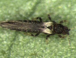 Bestrijding Echinothrips americanus met roofmijten en roofwantsen