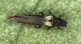 Bestrijding Echinothrips americanus met roofmijten en roofwantsen