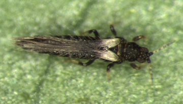 Bestrijding Echinothrips americanus met roofmijten en roofwantsen
