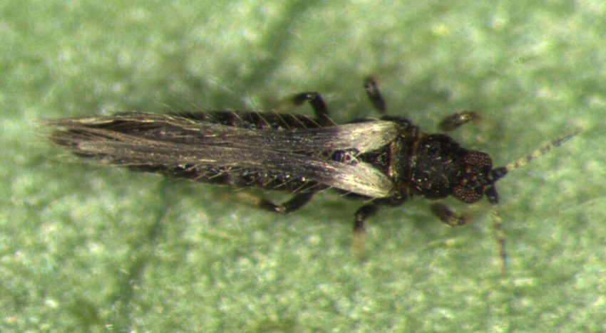 Bestrijding Echinothrips americanus met roofmijten en roofwantsen