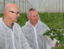 Osmoseregulator maakt tomaten weerbaarder tegen stresssituaties
