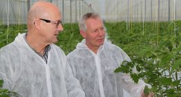 Osmoseregulator maakt tomaten weerbaarder tegen stresssituaties