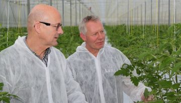 Osmoseregulator maakt tomaten weerbaarder tegen stresssituaties