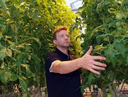 Houtachtig compost perspectiefvol tegen aaltjes in de biotuinbouw