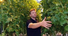 Houtachtig compost perspectiefvol tegen aaltjes in de biotuinbouw
