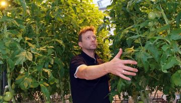 Houtachtig compost perspectiefvol tegen aaltjes in de biotuinbouw