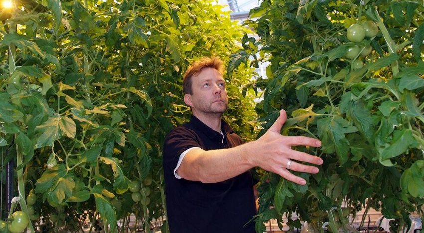 Houtachtig compost perspectiefvol tegen aaltjes in de biotuinbouw
