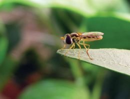 Nieuw wapen van Biobest tegen bladluis