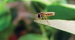 Nieuw wapen van Biobest tegen bladluis