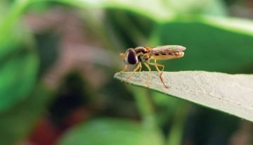 Nieuw wapen van Biobest tegen bladluis