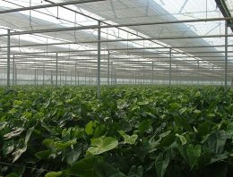 Plant verdedigt zich vaak te goed tegen lichtstress