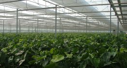 Plant verdedigt zich vaak te goed tegen lichtstress