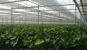 Plant verdedigt zich vaak te goed tegen lichtstress