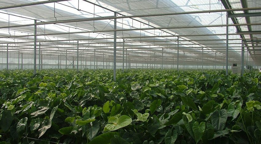 Plant verdedigt zich vaak te goed tegen lichtstress