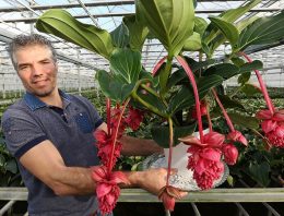 ‘Voldoende groeipotentie voor robuuste Medinilla Magnifica’