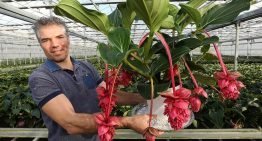 ‘Voldoende groeipotentie voor robuuste Medinilla Magnifica’