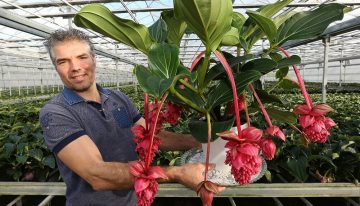 ‘Voldoende groeipotentie voor robuuste Medinilla Magnifica’