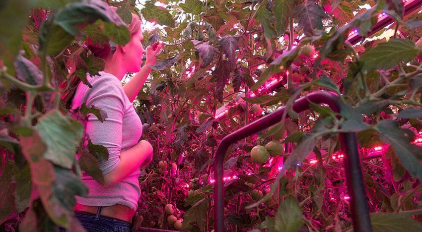 Maximaal belichten voor hoge productie in het voorjaar
