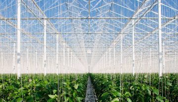 Glastuinbouwsector Vlaanderen: meer uitbreiding en minder stoppers