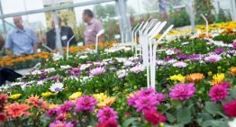 Flower Trials zijn essentieel evenement geworden op sierteeltkalender