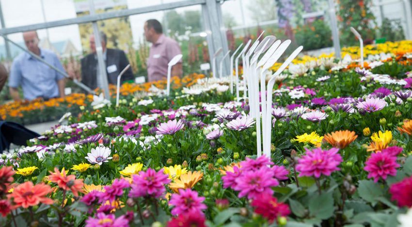 Flower Trials zijn essentieel evenement geworden op sierteeltkalender
