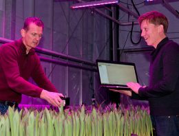 Optimaal lichtrecept voor populaire meerlagenteelt tulp ontrafeld