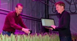 Optimaal lichtrecept voor populaire meerlagenteelt tulp ontrafeld
