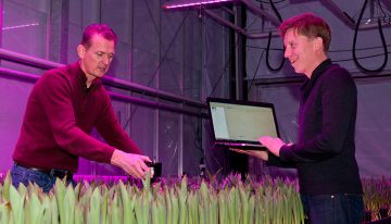 Optimaal lichtrecept voor populaire meerlagenteelt tulp ontrafeld